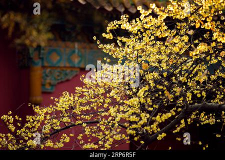 (190119) -- NANJING, 19 janv. 2019 (Xinhua) -- CHINA-WINTER-FLOWERS (CN) une photo prise le 18 janvier 2019 montre des fleurs douces d'hiver dans la région pittoresque du mausolée de Mingxiaoling à Nanjing, capitale de la province de Jiangsu de l'est de la Chine. (Xinhua/su Yang) CHINE-FLEURS D'HIVER (CN) PUBLICATIONxNOTxINxCHN Banque D'Images