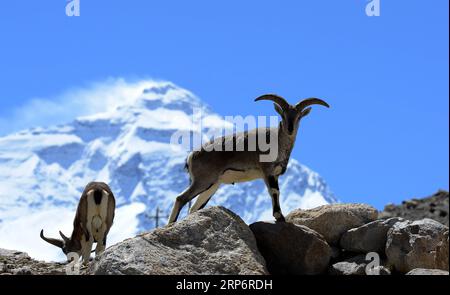 (190119) -- PÉKIN, 19 janvier 2019 () -- des moutons bleus paissent au pied du mont Qomolangma dans la région autonome du Tibet du sud-ouest de la Chine, 22 septembre 2016. (/Chogo) titres : collecte des ordures sur le toit du monde xinhua PUBLICATIONxNOTxINxCHN Banque D'Images