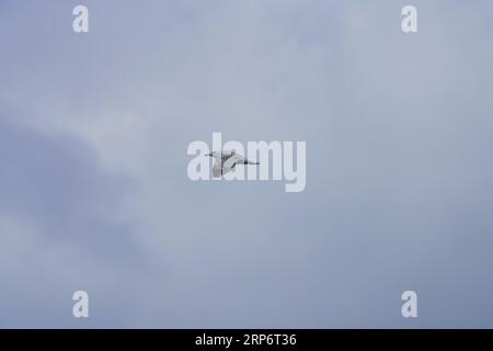 Flying Larus argentatus famille Laridae genre Larus goéland hareng européen willd nature oiseau photographie, image, papier peint Banque D'Images