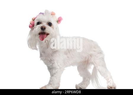 vue latérale du beau petit chien bichon avec des fleurs bandeau halting avec langue exposée tout en se tenant devant le fond blanc Banque D'Images