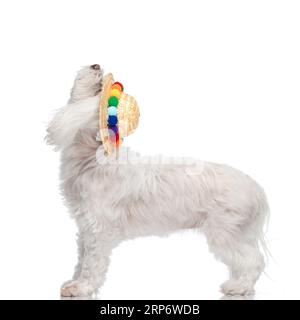 vue de côté de curieux petit chien bichon avec chapeau coloré regardant vers le haut et attendant la nourriture tout en se tenant sur fond blanc Banque D'Images