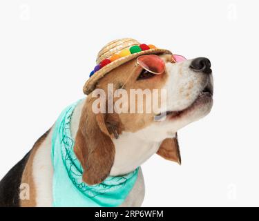 vue latérale de beagle mignon avec chapeau, lunettes de soleil et bandana regardant vers le haut côté et être curieux devant le fond blanc en studio Banque D'Images