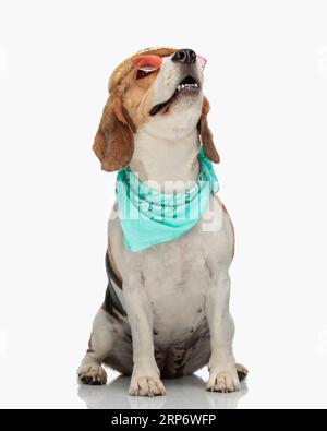 eager petit chien beagle avec chapeau et lunettes de soleil regardant vers le haut d'une manière curieuse, haletant tout en étant assis devant le fond blanc dans le studio Banque D'Images