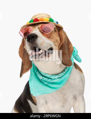 heureux petit chiot beagle portant chapeau, lunettes de soleil et bandana autour du cou, assis, regardant vers le haut et haletant sur fond blanc en studio Banque D'Images