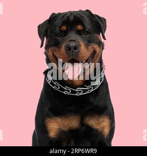 joyeux chiot rottweiler avec collier sortant de la langue et haletant, regardant vers l'avant et assis devant le fond rose en studio Banque D'Images