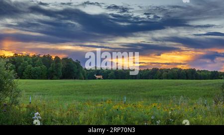 Une biche à queue blanche marche dans un champ de foin alors que le soleil se couche dans le nord du Wisconsin. Banque D'Images