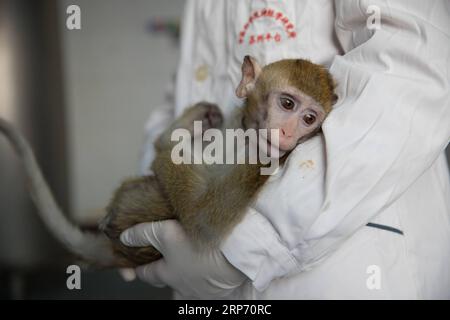 (190124) -- SHANGHAI, 24 janvier 2019 -- une photo prise le 22 janvier 2019 montre le macaque édité par gènes avec des troubles du rythme circadien, dont les cinq singes ont été clonés, à l'Institut des neurosciences de l'Académie chinoise des sciences à Shanghai, dans l'est de la Chine. La Chine a cloné cinq singes à partir d'un macaque édité par gène avec des troubles du rythme circadien, la première fois que plusieurs singes ont été clonés à partir d'un singe édité par gène pour la recherche biomédicale. Les scientifiques ont fait l'annonce jeudi, avec deux articles publiés dans National Science Review, un journal chinois de premier plan en anglais. Le singe cloné Banque D'Images