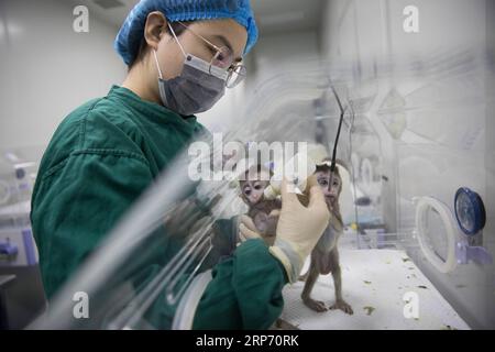 (190124) -- SHANGHAI, le 24 janvier 2019 -- un membre du personnel nourrit des singes clonés atteints de troubles du rythme circadien à l'Institut des neurosciences de l'Académie chinoise des sciences à Shanghai, dans l'est de la Chine, le 22 janvier 2019. La Chine a cloné cinq singes à partir d'un macaque édité par gène avec des troubles du rythme circadien, la première fois que plusieurs singes ont été clonés à partir d'un singe édité par gène pour la recherche biomédicale. Les scientifiques ont fait l'annonce jeudi, avec deux articles publiés dans National Science Review, un journal chinois de premier plan en anglais. Les singes clonés sont nés à Shanghai à l'Institut de neuroscie Banque D'Images