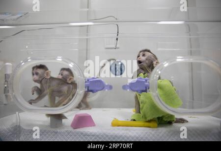 (190124) -- SHANGHAI, 24 janvier 2019 -- une photo prise le 22 janvier 2019 montre les singes clonés atteints de troubles du rythme circadien à l'Institut des neurosciences de l'Académie chinoise des sciences à Shanghai, dans l'est de la Chine. La Chine a cloné cinq singes à partir d'un macaque édité par gène avec des troubles du rythme circadien, la première fois que plusieurs singes ont été clonés à partir d'un singe édité par gène pour la recherche biomédicale. Les scientifiques ont fait l'annonce jeudi, avec deux articles publiés dans National Science Review, un journal chinois de premier plan en anglais. Les singes clonés sont nés à Shanghai à l'Institut des Neuros Banque D'Images