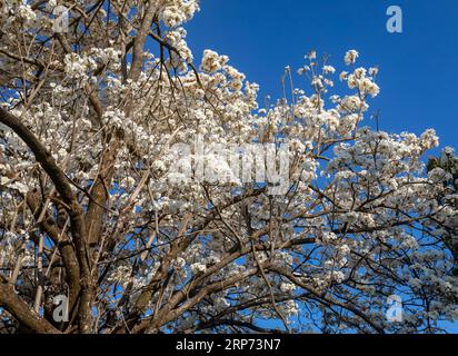 Merveilleuses fleurs d'un arbre à ipe blanche, Tabebuia roseo-alba (Ridley) Sandwith. Dénommés : 'Ipê-branco', 'Ipê-branco-do-cerrado', 'Ipê-rosa' Banque D'Images