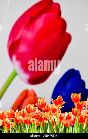 (190128) -- GUANGZHOU, 28 janv. 2019 (Xinhua) -- des tulipes ont été vues dans un jardin de la zone franche de Nansha dans la province du Guangdong du sud de la Chine, le 22 janvier 2019. Plus de 30 variétés de tulipes introduites dans le jardin de Keukenhof aux pays-Bas ont été montrées ici récemment. (Xinhua/Liu Dawei) CHINA-GUANGDONG-EXHIBITION-TULIPES (CN) PUBLICATIONxNOTxINxCHN Banque D'Images