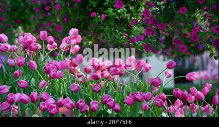 (190128) -- GUANGZHOU, 28 janv. 2019 (Xinhua) -- des tulipes ont été vues dans un jardin de la zone franche de Nansha dans la province du Guangdong du sud de la Chine, le 22 janvier 2019. Plus de 30 variétés de tulipes introduites dans le jardin de Keukenhof aux pays-Bas ont été montrées ici récemment. (Xinhua/Liu Dawei) CHINA-GUANGDONG-EXHIBITION-TULIPES (CN) PUBLICATIONxNOTxINxCHN Banque D'Images