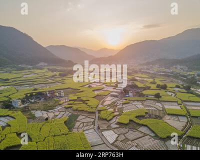 (190129) -- YONGCHUN, 29 janvier 2019 (Xinhua) -- une photo aérienne prise le 28 janvier 2019 montre des champs de canne à sucre dans le village de Qingyuan, dans le canton de Shigu, dans le comté de Yongchun, dans le sud-est de la Chine, dans la province du Fujian. (Xinhua/Song Weiwei) CHINE-FUJIAN-YONGCHUN-PAYSAGES RURAUX (CN) PUBLICATIONxNOTxINxCHN Banque D'Images