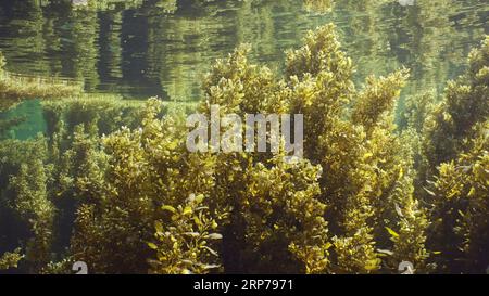 Bosquets algues brunes (Sargassum) se balançant sur les vagues rampant le long sous la surface de l'eau reflétée dans elle sur la journée ensoleillée brillante dans les rayons du soleil, Mer Rouge Banque D'Images