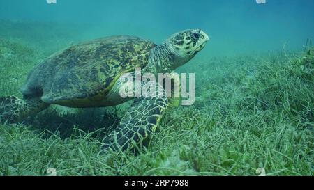 Très vieux mâle Tortue de mer Hawksbill (Eretmochelys imbricata) ou Bissa sur prairie d'herbiers couverts d'herbe de mer à feuilles rondes ou d'herbiers de Noodle Banque D'Images