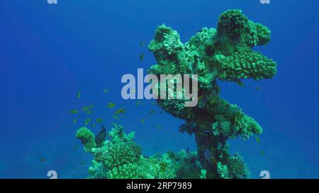 Silhouette de corail formation d'une forme bizarre inhabituelle sur les fonds marins, Mer Rouge, Safaga, Egypte Banque D'Images