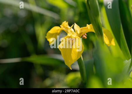 Drapeau jaune (Iris pseudacorus), fleurissant à la lumière du soleil, Emsland, Basse-Saxe, Allemagne Banque D'Images
