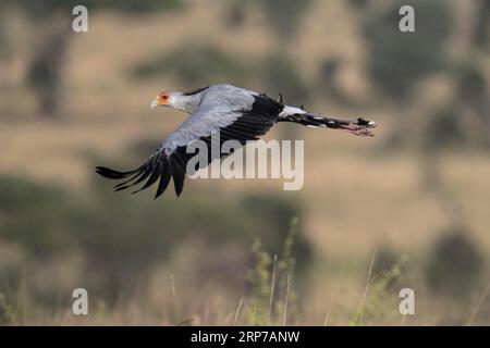 Oiseau secrétaire (Sagittarius serpentarius) volant, Parc national du Serengeti, Tanzanie Banque D'Images