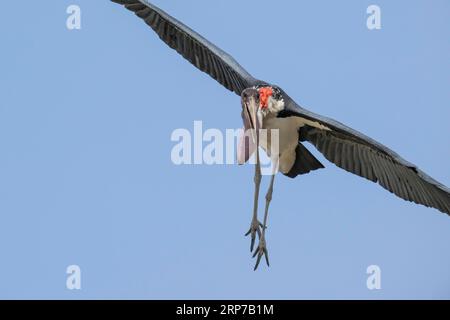 Cigogne marabou (Leptoptilos crumeniferus) volant, Serengeti, Parc National, Tanzanie Banque D'Images