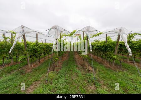 Vignoble couvert de filets de protection, Baden-Wuerttemberg, Allemagne Banque D'Images