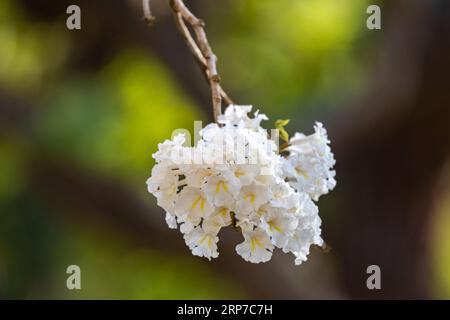 Merveilleuses fleurs d'un arbre à ipe blanche, Tabebuia roseo-alba (Ridley) Sandwith. Dénommés : 'Ipê-branco', 'Ipê-branco-do-cerrado', 'Ipê-rosa' Banque D'Images