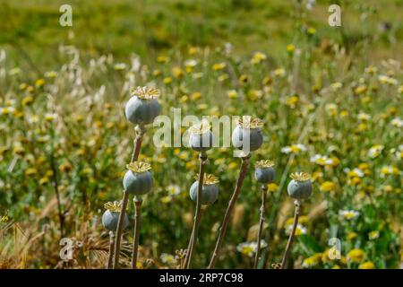 Têtes de graines matures de pavot à opium (Papaver), somniferum, sauvages dans le champ avec un fond flou Banque D'Images
