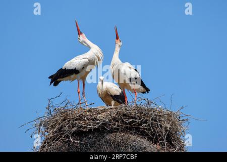 Cigognes blanches (Ciconia ciconia), cérémonie d'accueil des oiseaux adultes sur le nid avec le jeune oiseau, Schleswig-Holstein, Allemagne Banque D'Images