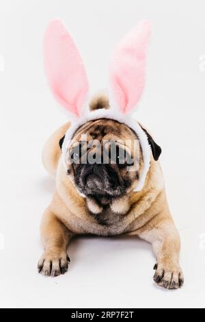 Mignons et tristes oreilles de lapin faon Pug Banque D'Images