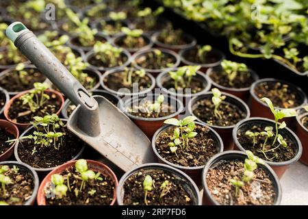 Pelle à grand angle pour plantes en pot Banque D'Images