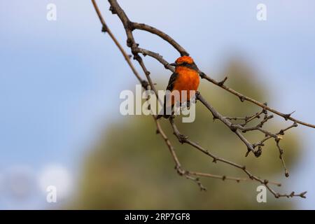 Rouge et brun frappant, adulte, Vermilion Flycatcher mâle perche dans l'arbre Mesquite dans l'oasis urbaine fort Lowell Park dans le sud-ouest américain, Tucson, AZ Banque D'Images