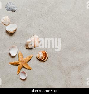 Plage de coquillages Starfish Banque D'Images