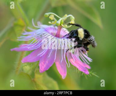 Bourdon d'Amérique (Bombus pensylvanicus) provenant de la passiflore scarletfr UIT (Passiflora foetida var. Lanuginosa), Galveston, Texas, États-Unis Banque D'Images