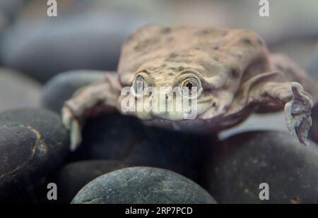 Grenouille d'eau Titicaca (Telmatobius culeus) en gros plan, captive, originaire du bassin du lac Titicaca en Bolivie et au Pérou. Banque D'Images