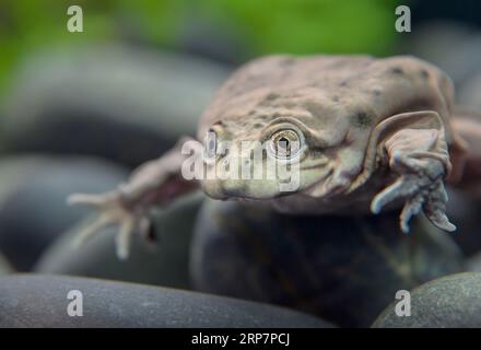 Grenouille d'eau Titicaca (Telmatobius culeus) en gros plan, captive, originaire du bassin du lac Titicaca en Bolivie et au Pérou. Banque D'Images