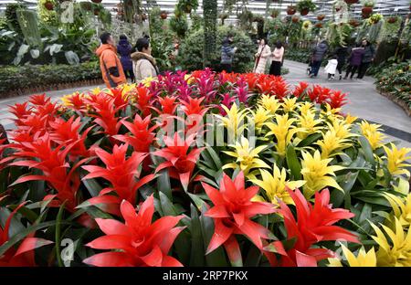 (190210) -- BEIJING, 10 février 2019 (Xinhua) -- les gens visitent le jardin des fleurs du monde de Beijing dans le district de Fengtai à Beijing, capitale de la Chine, le 10 février 2019, dernier jour de la fête du printemps. (Xinhua/Li Xin) CHINE-PÉKIN-FLEURS-VACANCES (CN) PUBLICATIONxNOTxINxCHN Banque D'Images