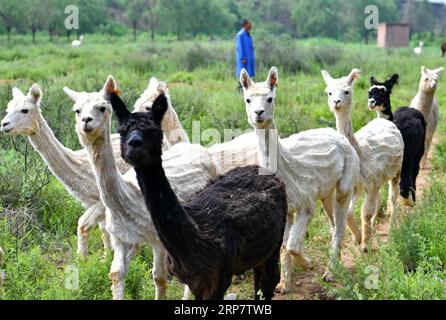 (190212) -- PÉKIN, 12 février 2019 (Xinhua) -- des alpagas paissent sur la colline du comté de Yangqu, dans la province du Shanxi, dans le nord de la Chine, le 14 juillet 2018. Liu Xuerong, un agriculteur pauvre du village de Pingli dans le comté de Yangqu, a commencé à cultiver ces alpagas originaires d'Australie en 2014. La base d'élevage tire profit de l'élevage des petits, des produits en laine et du tourisme d'observation des alpagas. Liu gagne donc un salaire mensuel de 3 000 yuans (environ 449 dollars américains). La Chine continuera à travailler vigoureusement pour réduire la pauvreté et sortir pas moins de dix millions de personnes de la pauvreté en 2019, pour ainsi dire Banque D'Images