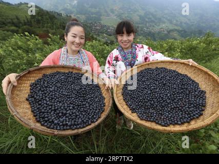 (190212) -- BEIJING, 12 février 2019 (Xinhua) -- des villageois montrent des bleuets fraîchement cueillis dans une ferme de plantation de bleuets dans le village de Gaolan, dans le comté autonome de Rongshui Miao, dans la région autonome de Guangxi Zhuang, dans le sud de la Chine, le 23 juin 2018. Ces dernières années, le village a encouragé les villageois frappés par la pauvreté à planter des bleuets comme moyen de se débarrasser de la pauvreté. La Chine continuera de travailler vigoureusement pour réduire la pauvreté et sortir pas moins de dix millions de personnes de la pauvreté en 2019, afin de jeter des bases solides pour gagner la bataille contre la pauvreté, la réunion exécutive du Conseil d État présidée par le Premier Ministre Banque D'Images