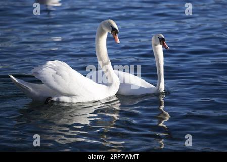 (190212) -- GENÈVE, 12 février 2019 -- des cygnes nagent au Conservatoire et jardin botanique de la ville de Genève, Suisse, le 12 février 2019. Selon les prévisions météorologiques locales, la température la plus élevée sera de plus de 10 degrés Celsius dans les prochains jours de cette semaine. SUISSE-GENÈVE-CHALEUR XuxJinquan PUBLICATIONxNOTxINxCHN Banque D'Images