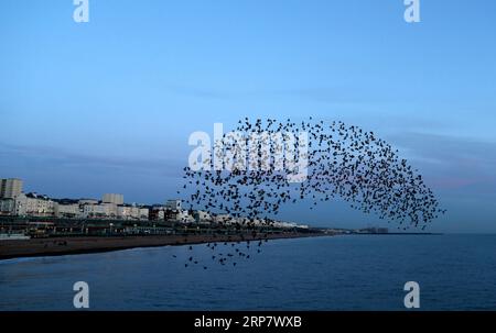 (190213) -- LONDRES, 13 février 2019 (Xinhua) -- Un troupeau d'étourneaux volent près du bord de mer de Brighton dans la lueur du coucher du soleil, le 12 février 2019. Brighton, à 76 kilomètres au sud de Londres, est une station balnéaire réputée sur la côte sud de l'Angleterre. (Xinhua/Han Yan) UK-LONDON-BRIGHTON STARLING PUBLICATIONxNOTxINxCHN Banque D'Images