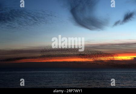 (190213) -- LONDRES, 13 février 2019 (Xinhua) -- Un troupeau d'étourneaux volent près du bord de mer de Brighton dans la lueur du coucher du soleil, le 12 février 2019. Brighton, à 76 kilomètres au sud de Londres, est une station balnéaire réputée sur la côte sud de l'Angleterre. (Xinhua/Han Yan) UK-LONDON-BRIGHTON STARLING PUBLICATIONxNOTxINxCHN Banque D'Images