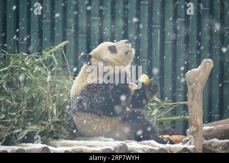 (190213) -- PÉKIN, 13 février 2019 (Xinhua) -- Un panda géant mange des pousses de bambou dans la neige au zoo de Pékin, capitale de la Chine, le 12 février 2019. Une chute de neige a frappé Pékin mardi. (Xinhua/Fan Jiashan) PHOTOS XINHUA DU JOUR PUBLICATIONxNOTxINxCHN Banque D'Images