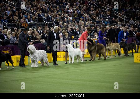 (190213) -- NEW YORK, 13 février 2019 -- les chiens du groupe de travail concourent au 143e Westminster Kennel Club Dog Show au Madison Square Garden à New York, aux États-Unis, le 12 février 2019. La 143e exposition canine annuelle du Westminster Kennel Club s'est terminée mardi, avec le Fox terrier King décerné le meilleur spectacle de cette année. ) US-NEW YORK-EXPOSITION DE CHIENS MichaelxNagle PUBLICATIONxNOTxINxCHN Banque D'Images