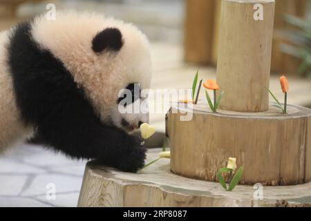 (190214) -- WAKAYAMA, 14 février 2019 (Xinhua) -- le panda géant Saihin regarde les tranches de pomme et de carotte sur son gâteau au Adventure World à Shirahama, Wakayama, Japon, le 14 février 2019. Né le 14 août 2018, Saihin mesure 90 centimètres de long et pèse maintenant 9,86 kilogrammes. (Xinhua/du Xiaoyi) JAPON-WAKAYAMA-PANDA-DEMI ANNIVERSAIRE PUBLICATIONxNOTxINxCHN Banque D'Images