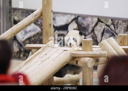 (190214) -- WAKAYAMA, 14 février 2019 (Xinhua) -- le panda géant Saihin joue sur la diapositive, son cadeau d'un demi-an au monde de l'aventure à Shirahama, Wakayama, Japon, le 14 février 2019. Né le 14 août 2018, Saihin mesure 90 centimètres de long et pèse maintenant 9,86 kilogrammes. (Xinhua/du Xiaoyi) JAPON-WAKAYAMA-PANDA-DEMI ANNIVERSAIRE PUBLICATIONxNOTxINxCHN Banque D'Images