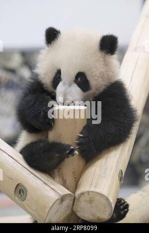 (190214) -- WAKAYAMA, 14 février 2019 (Xinhua) -- le panda géant Saihin joue sur la diapositive, son cadeau d'un demi-an au monde de l'aventure à Shirahama, Wakayama, Japon, le 14 février 2019. Né le 14 août 2018, Saihin mesure 90 centimètres de long et pèse maintenant 9,86 kilogrammes. (Xinhua/du Xiaoyi) JAPON-WAKAYAMA-PANDA-DEMI ANNIVERSAIRE PUBLICATIONxNOTxINxCHN Banque D'Images