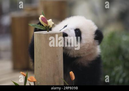 (190214) -- WAKAYAMA, 14 février 2019 (Xinhua) -- le panda géant Saihin regarde les tranches de pomme et de carotte sur son gâteau au Adventure World à Shirahama, Wakayama, Japon, le 14 février 2019. Né le 14 août 2018, Saihin mesure 90 centimètres de long et pèse maintenant 9,86 kilogrammes. (Xinhua/du Xiaoyi) JAPON-WAKAYAMA-PANDA-DEMI ANNIVERSAIRE PUBLICATIONxNOTxINxCHN Banque D'Images