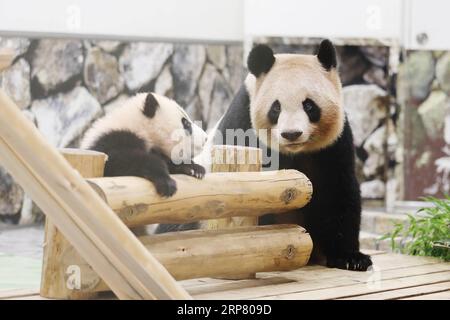 (190214) -- WAKAYAMA, 14 février 2019 (Xinhua) -- le panda géant Saihin accueille le public avec sa mère au Adventure World à Shirahama, Wakayama, Japon, le 14 février 2019. Né le 14 août 2018, Saihin mesure 90 centimètres de long et pèse maintenant 9,86 kilogrammes. (Xinhua/du Xiaoyi) JAPON-WAKAYAMA-PANDA-DEMI ANNIVERSAIRE PUBLICATIONxNOTxINxCHN Banque D'Images