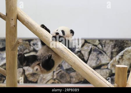 (190214) -- WAKAYAMA, 14 février 2019 (Xinhua) -- le panda géant Saihin joue sur la diapositive, son cadeau d'un demi-an au monde de l'aventure à Shirahama, Wakayama, Japon, le 14 février 2019. Né le 14 août 2018, Saihin mesure 90 centimètres de long et pèse maintenant 9,86 kilogrammes. (Xinhua/du Xiaoyi) JAPON-WAKAYAMA-PANDA-DEMI ANNIVERSAIRE PUBLICATIONxNOTxINxCHN Banque D'Images