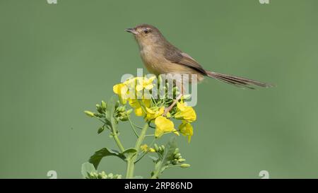 (190220) -- FUZHOU, 20 février 2019 -- Un oiseau repose sur une fleur de cole dans la ville de Shangjie du comté de Minhou à Fuzhou, capitale de la province du Fujian du sud-est de la Chine, 19 février 2019.) CHINA-FUJIAN-BIRDS (CN) MeixYongcun PUBLICATIONxNOTxINxCHN Banque D'Images