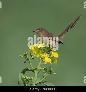 (190220) -- FUZHOU, 20 février 2019 -- Un oiseau repose sur une fleur de cole dans la ville de Shangjie du comté de Minhou à Fuzhou, capitale de la province du Fujian du sud-est de la Chine, 19 février 2019.) CHINA-FUJIAN-BIRDS (CN) MeixYongcun PUBLICATIONxNOTxINxCHN Banque D'Images